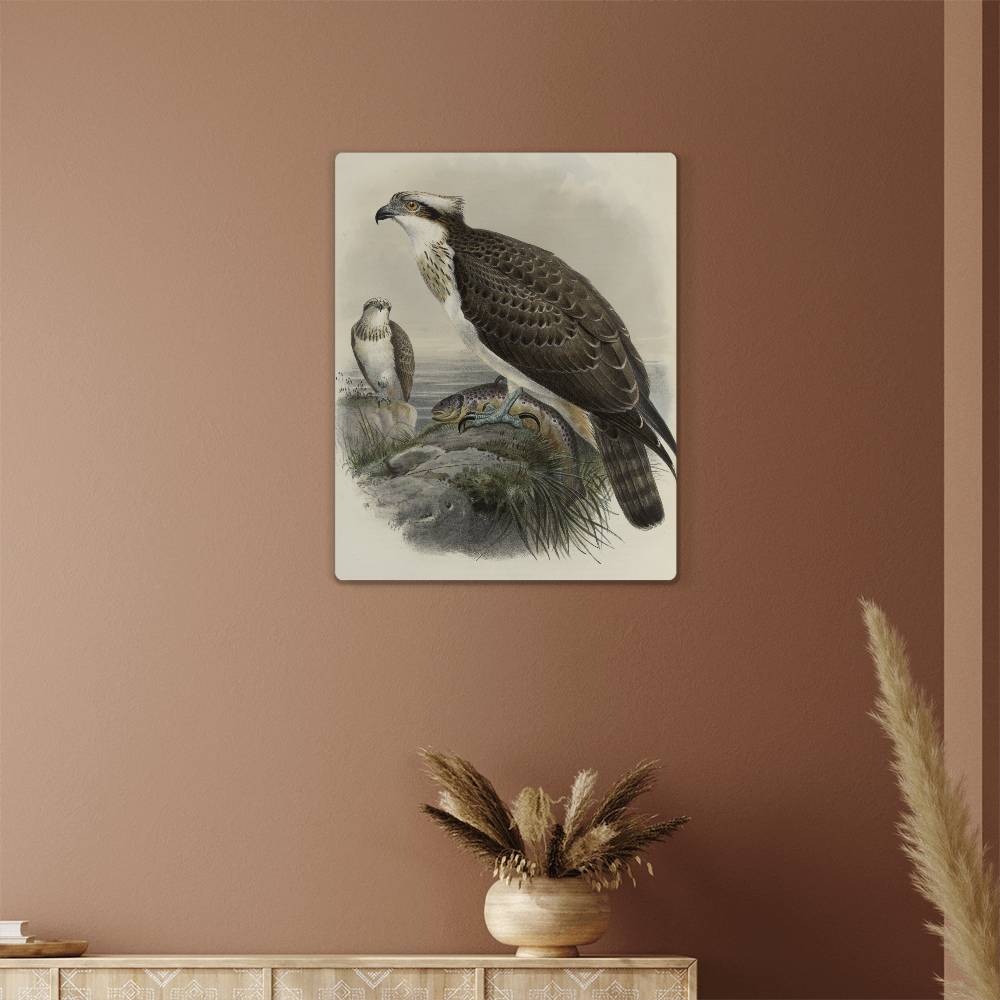 British Osprey From A Print-Metal Art Print