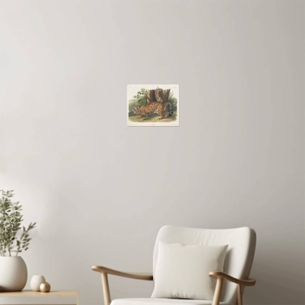 Female Jaguar-From a Print, Metal Art Print