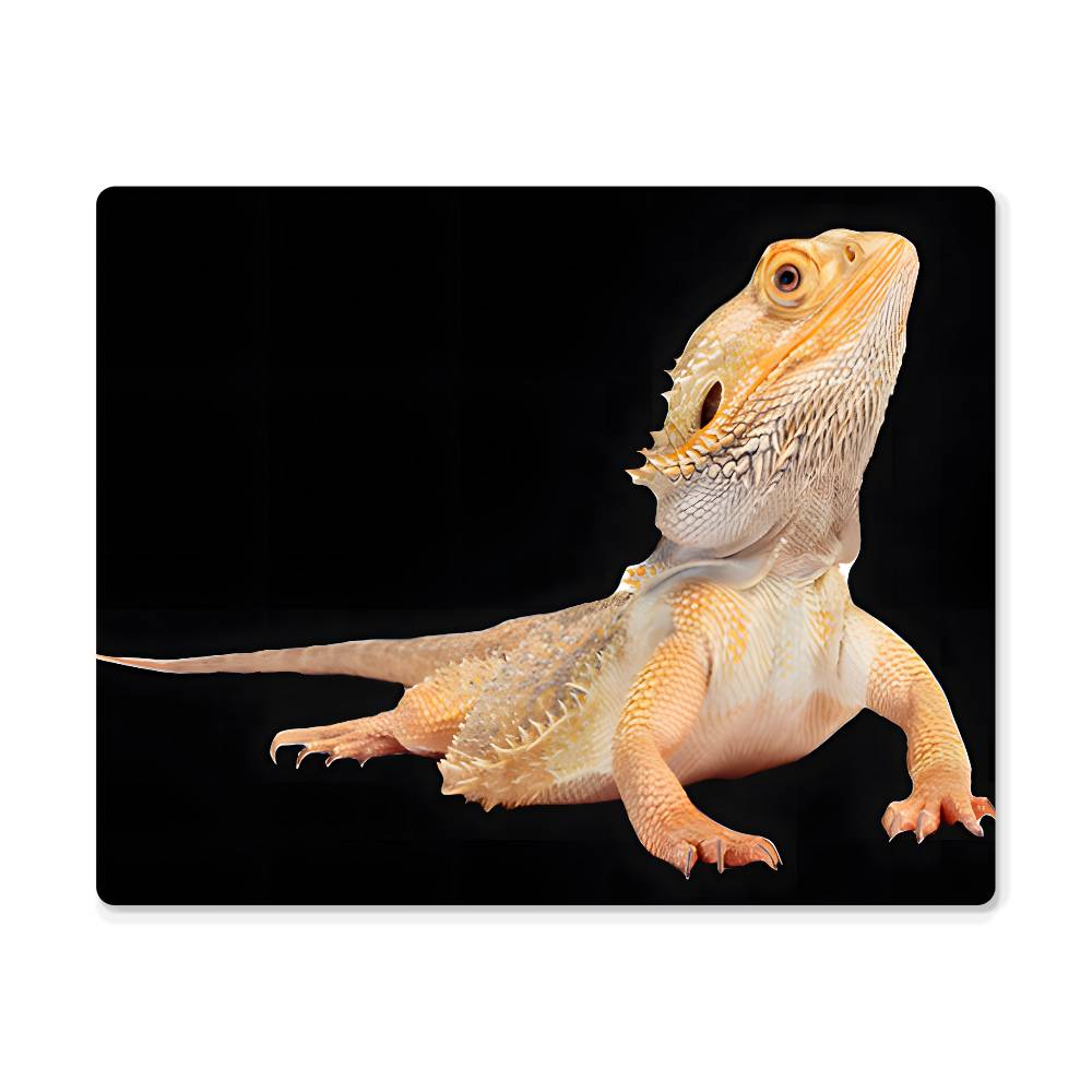 Bearded Dragon, Hi-Gloss Metal Wall Art Print, Landscape